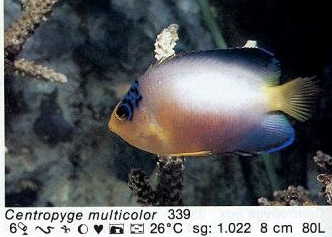 Centropyge multicolor